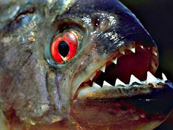 Pygocentrus nattereri